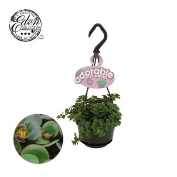 image SEDUM MAKINOI TORNADO SUSP