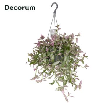 image TRADESCANTIA PINK HILL SUSP