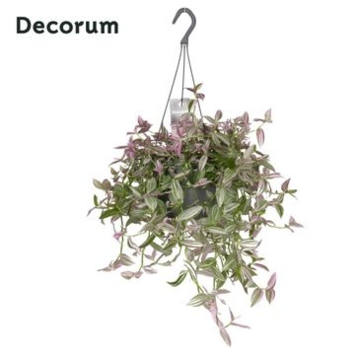 image TRADESCANTIA PINK HILL SUSP
