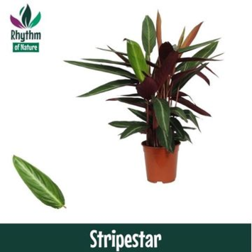 image CALATHEA STROMANTHE STRIPESTAR