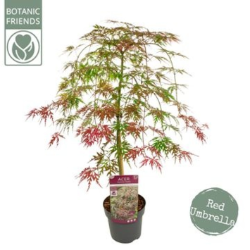 image ACER PALMATUM DISSECTUM