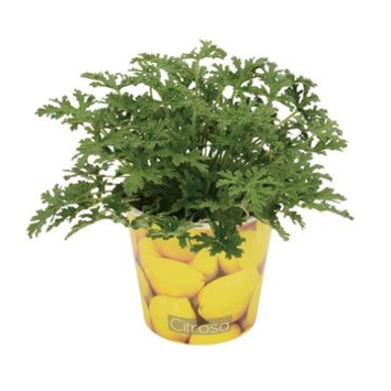 image GERANIUM ODORANT CITRON