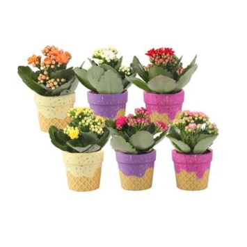 image KALANCHOE FL DBLE CERAM GLACE