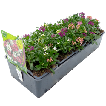 image ALYSSUM BQ10