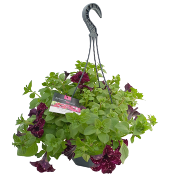 image PETUNIA RETOMBANT LIGHTNING SKY SUSP