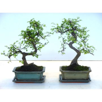 image BONSAI ZELKOVA CERAM