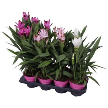 image CURCUMA 2FL VARIE