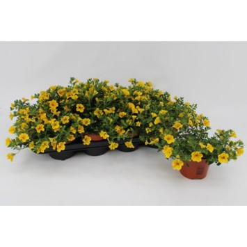 image PETUNIA JAUNE