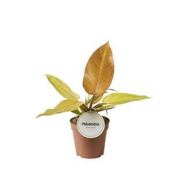 image PHILODENDRON PRINCE OF ORANGE