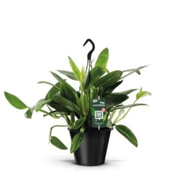 image PHILODENDRON COBRA SUSP
