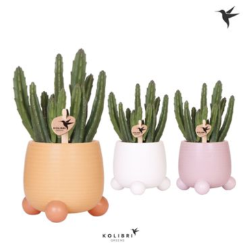 image STAPELIA LEENDERTZIAE CERAM