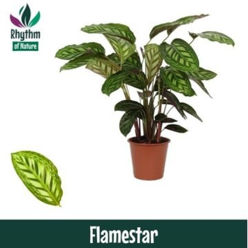 image CALATHEA FLAMESTAR
