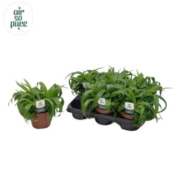 image CHLOROPHYTUM GREEN BONNIE
