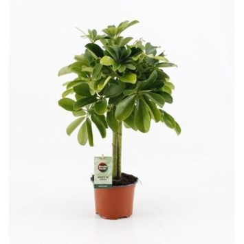 image SCHEFFLERA NORA TIGE