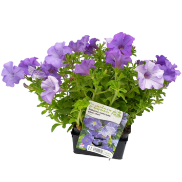 image PETUNIA RETOMBANT BLEU CLAIR BQ6