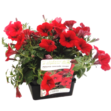 image PETUNIA RETOMBANT ROUGE BQ6