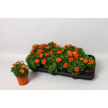 image BIDENS FIRE SIDE