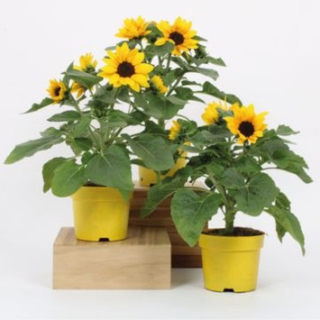 image HELIANTHUS