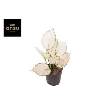 Not Only Green - Horticash