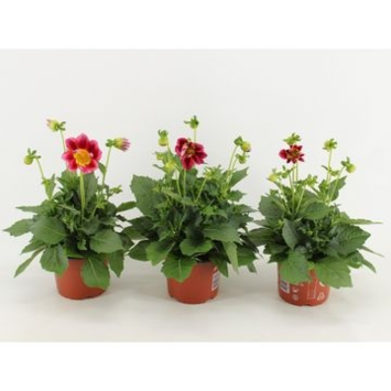 image DAHLIA ROUGE BICOLOR