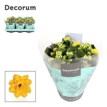 image KALANCHOE FL DBLE JAUNE