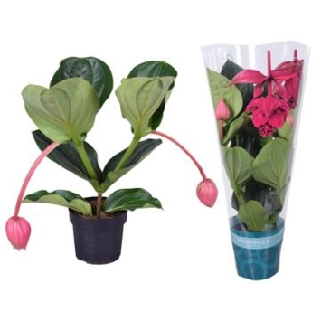 image MEDINELLA FLAMENCO 2FL