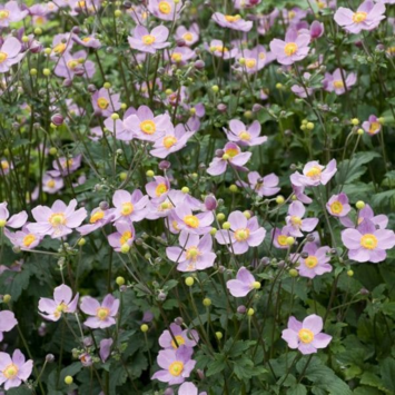 image ANEMONE HUPEHENSIS SEPTEMBER CHARM BQ10