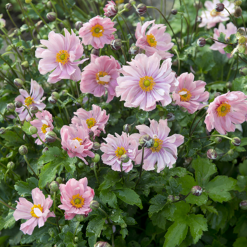 image ANEMONE JAPONICA KONINGIN CHARLOTTE BQ10