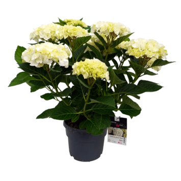 image HORTENSIA MACROPHYLLA BLANC