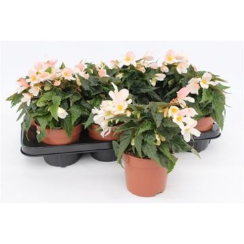 image BEGONIA BOLIVIENSIS PURE WHITE