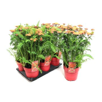 image ACHILLEA ROCK RED