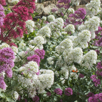 image CENTRANTHUS RUBER ALBUS BQ10