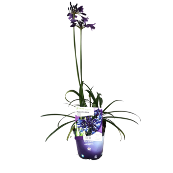image AGAPANTHE POPPIN PURPLE