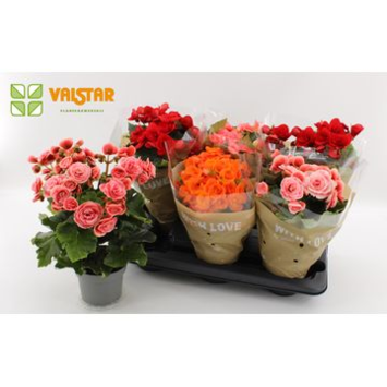 image BEGONIA ELATIOR FL DBLE