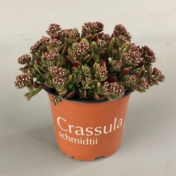 image CRASSULA SCHMIDTII