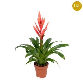 image TILLANDSIA ZIVA