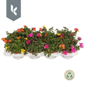 image PORTULACA POURPIER