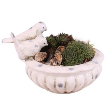 image SEMPERVIVUM BETON OISEAUX