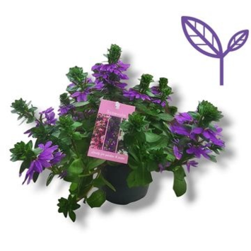 image SCAEVOLA AEMULA BLEU