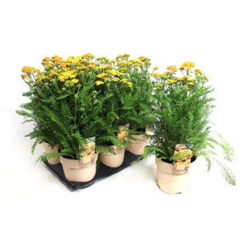 image ACHILLEA MILLY ROCK JAUNE