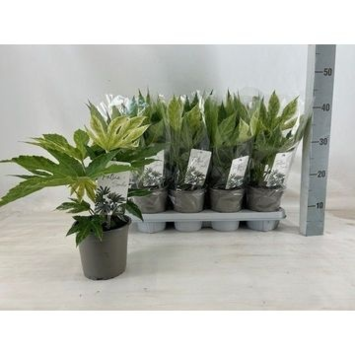 image ARALIA JAPONICA VARIEGATA