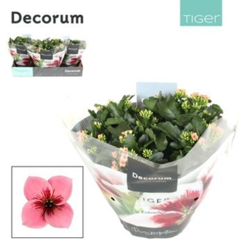 image KALANCHOE TIGER ROSE