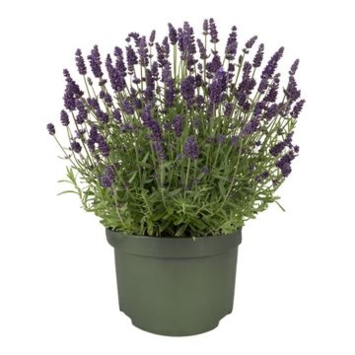 image LAVANDE DEEP VIOLET