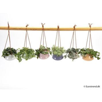 image PLANTE VERTE CERAM SUSP