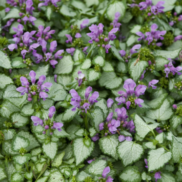 image LAMIUM MACULATUM BEACON SILVER BQ10