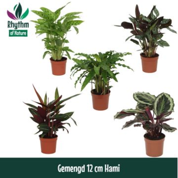 image CALATHEA VARIE