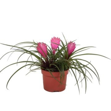 image TILLANDSIA CYANEA ANITA 3PP