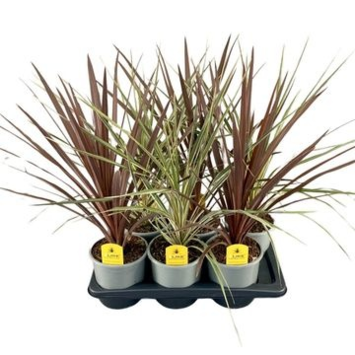 image CORDYLINE AUSTRALIS VARIE