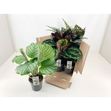 image CALATHEA VARIES