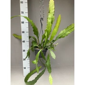 image EPIPHYLLUM FRUHLINGSGOLD